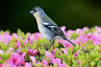 обоя животные, птицы, fringilla, coelebs, moreletti, португалия, азорские, острова, azores, chaffinch, азоры, азорский, зяблик, фотоохота, сан, мигель