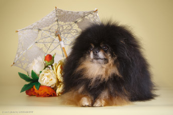 Картинка животные собаки собака фон зонт цветы