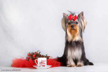 Картинка животные собаки ягоды фон собака чашка бант блюдце