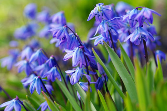Картинка цветы подснежники +белоцветники +пролески макро флора дача пролески синий цвет первоцветы весна растения красота природа