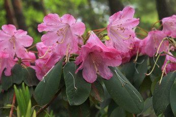 Картинка цветы рододендроны+ азалии цветение розовые рододендрон растения рай природа красота весна