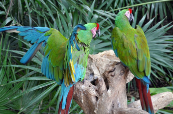 Картинка животные попугаи птицы природа туризм мексика красота путешествие