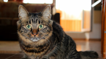 Картинка животные коты комната взгляд профиль морда