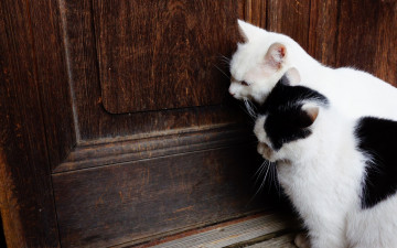 Картинка животные коты анфас дверь двое