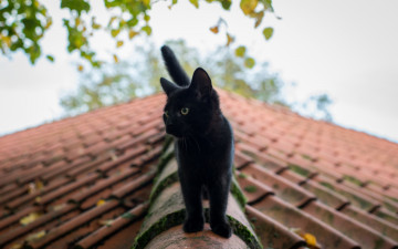 Картинка животные коты черный цвет крыша листья