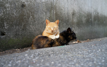Картинка животные коты двое отдых улица