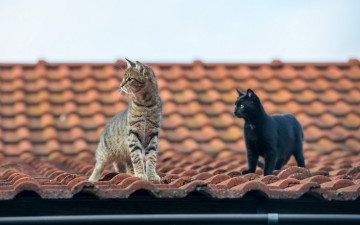 Картинка животные коты крыша двое