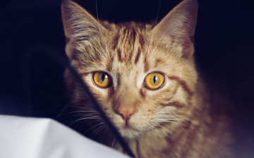 Картинка животные коты взгляд рыжий цвет морда