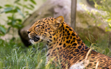 Картинка животные леопарды трава отдых анфас растения