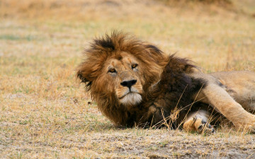 Картинка животные львы отдых взгляд профиль морда