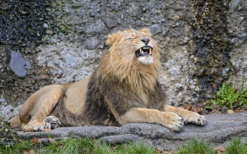 Картинка животные львы трава камень отдых