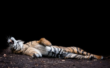Картинка животные тигры отдых