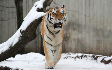 Картинка животные тигры профиль снег деревья