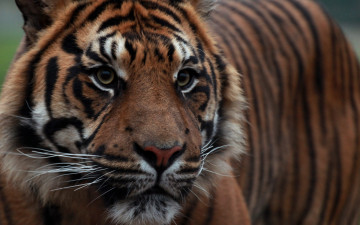 Картинка животные тигры профиль взгляд морда