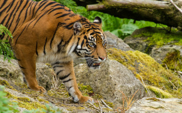 Картинка животные тигры растения камни