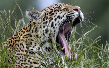 Картинка животные Ягуары растения зевает морда