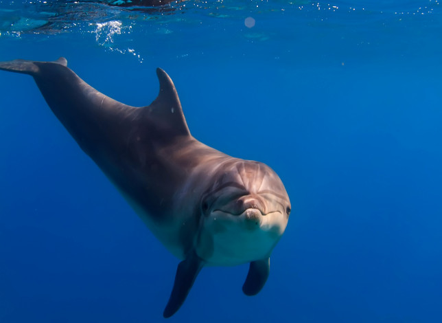 Обои картинки фото животные, дельфины, взгляд, под, водой