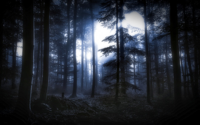 Обои картинки фото природа, лес, ночь