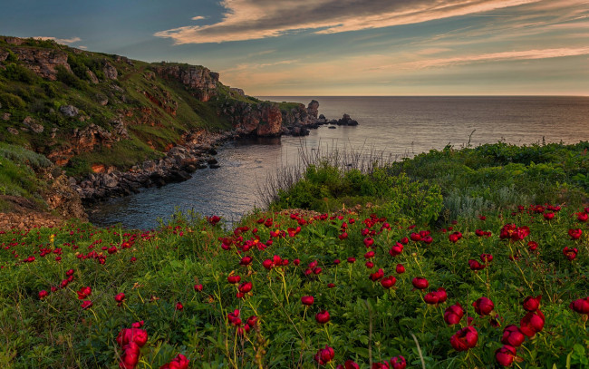 Обои картинки фото природа, побережье, скала, цветы, море