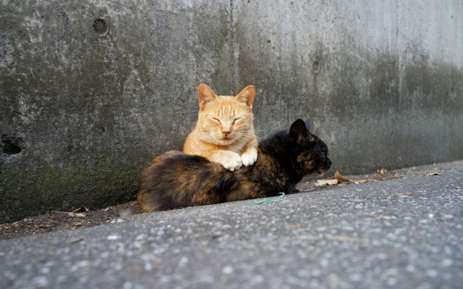 Обои картинки фото животные, коты, двое, отдых, улица