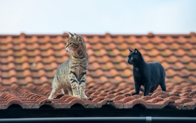 Обои картинки фото животные, коты, крыша, двое