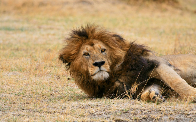 Обои картинки фото животные, львы, отдых, взгляд, профиль, морда