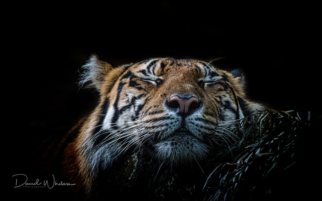 Обои картинки фото животные, тигры, морда, черный, фон