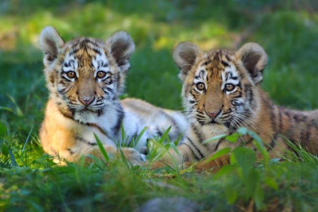 Обои картинки фото животные, тигры, взгляд, двое, растения, трава, тигренок, отдых