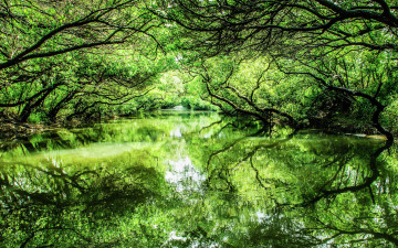 Картинка природа реки озера река озеро деревья