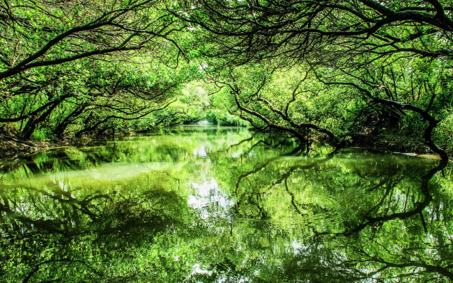 Обои картинки фото природа, реки, озера, река, озеро, деревья