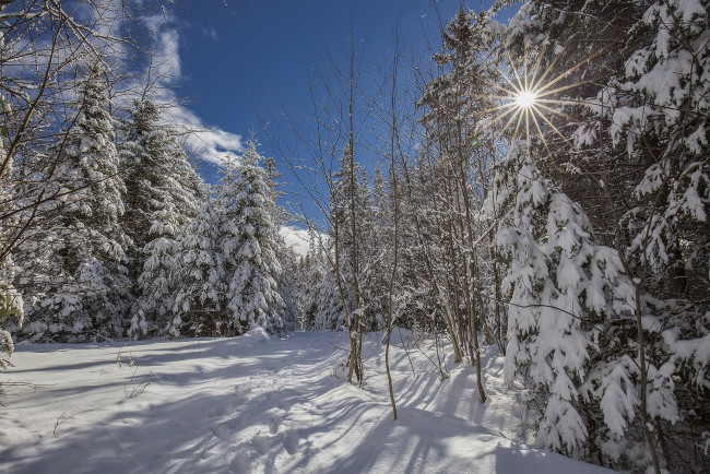 Обои картинки фото природа, зима, снег, лес, солнце