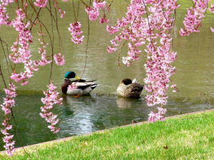 Картинка mallard ducks and weeping flowering cherry trees at the japanese garden животные утки