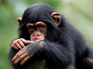 Картинка pucker up животные обезьяны