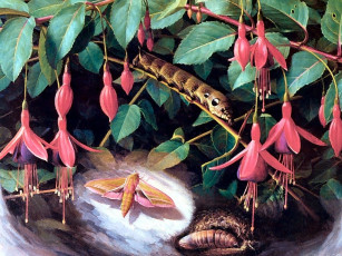 Картинка рисованные животные насекомые гусеница мотылек фуксия