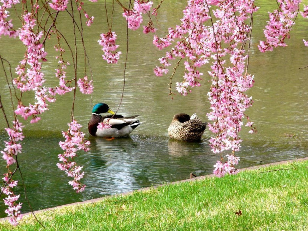 Обои картинки фото mallard, ducks, and, weeping, flowering, cherry, trees, at, the, japanese, garden, животные, утки