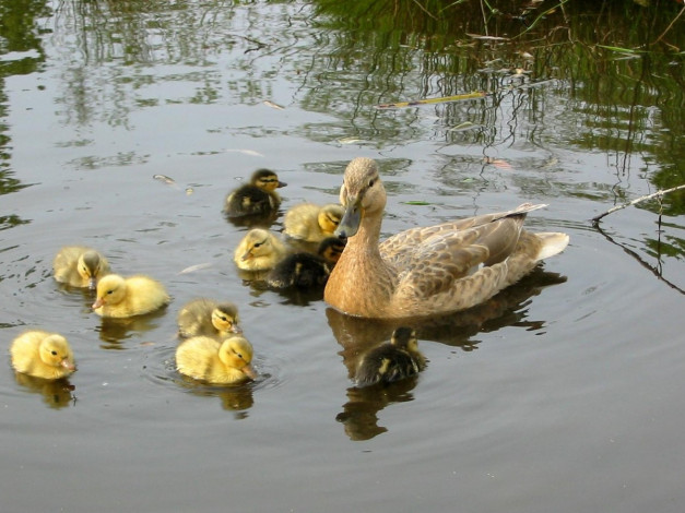 Обои картинки фото mom, duck, 10, kids, животные, утки