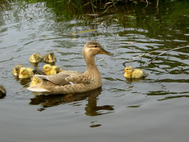 Обои картинки фото mom, duck, kids, животные, утки