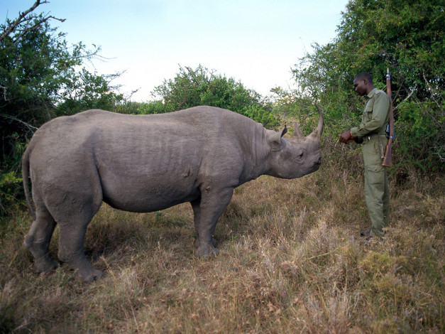 Обои картинки фото ranger, and, black, rhino, kenya, животные, носороги