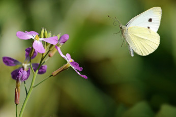 Картинка животные бабочки цветок крылья полет белый