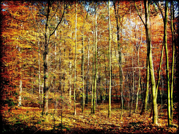 Обои картинки фото природа, лес, деревья, осень, желтый