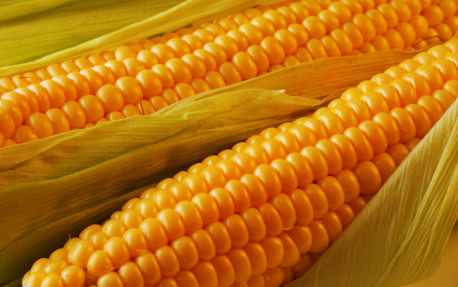 Обои картинки фото еда, кукуруза, листья, початок
