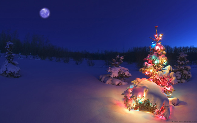 Обои картинки фото праздничные, Ёлки, ель, лес, луна, снег, ночь, огни