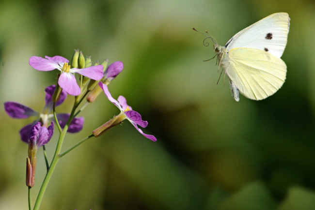 Обои картинки фото животные, бабочки, цветок, крылья, полет, белый