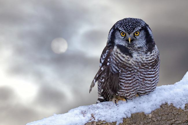 Обои картинки фото животные, совы, снег, ветка, серый, взгляд