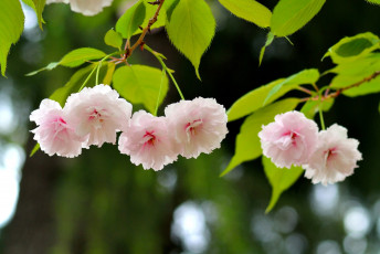 Картинка цветы сакура вишня помпоны розовый