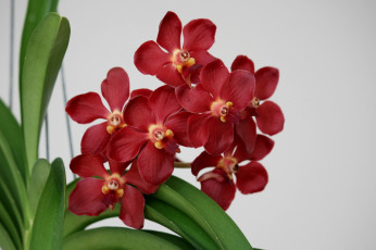 Картинка цветы орхидеи ветка экзотика красный