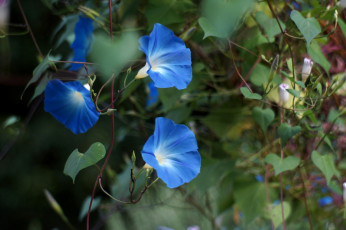 Картинка цветы вьюнки ипомеи синий