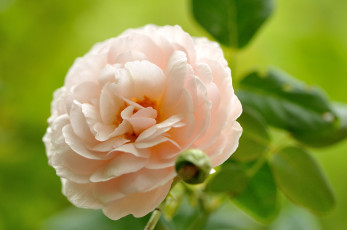 Картинка цветы розы кремовый пышный