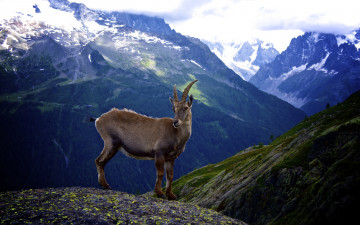 Картинка goat животные козы козел горы