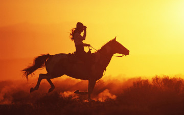 Картинка животные лошади лошадь свадник утро